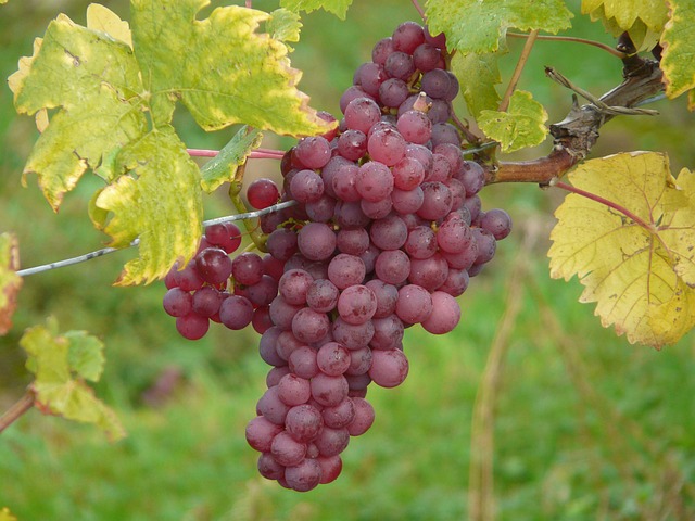 grape-4203_640